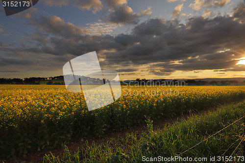 Image of Rural counttryside landscape and golden canola
