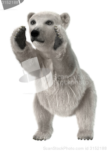 Image of Baby Polar Bear