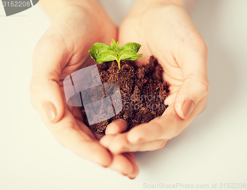 Image of hands with green sprout and ground