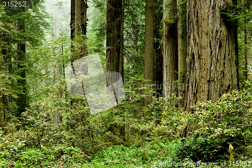 Image of California redwoods