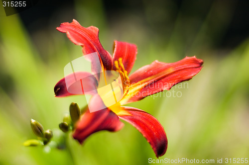 Image of Red lily