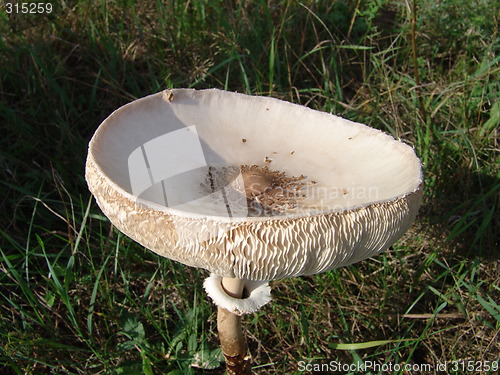 Image of Mushroom