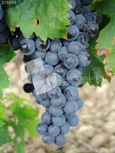 Image of Grapes