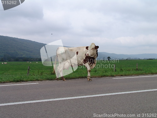 Image of Cow