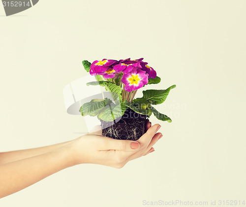 Image of woman's hands holding flower in soil