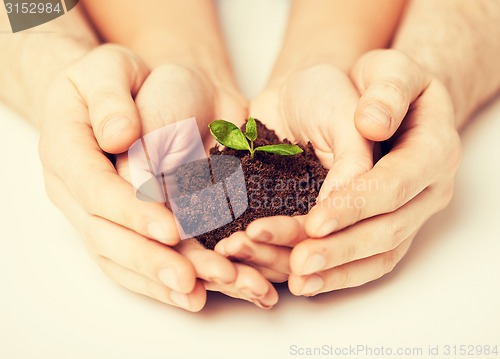 Image of hands with green sprout and ground