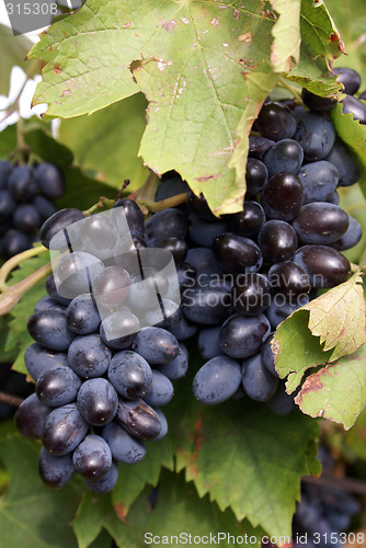 Image of Grape