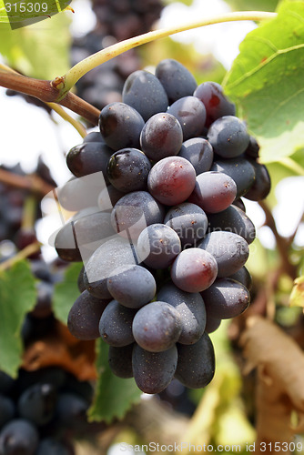 Image of Sun and grape