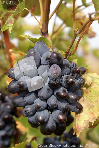 Image of Grape and leaves