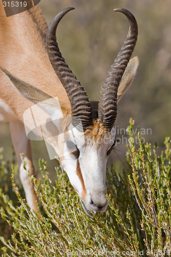 Image of Springbok feeding