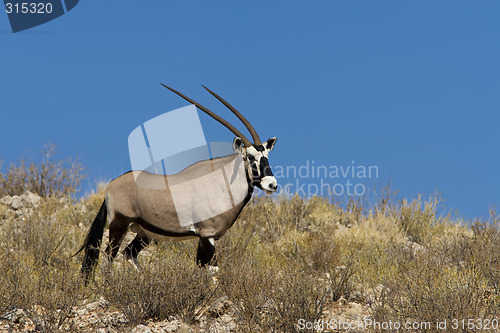 Image of Gemsbok