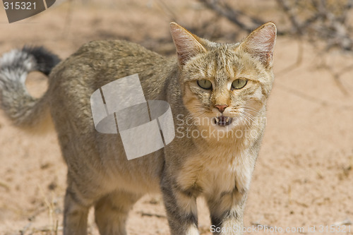 Image of Wildcat