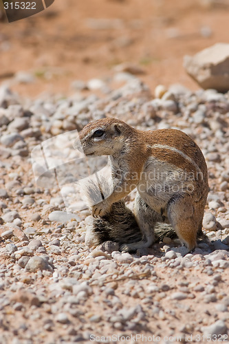 Image of Squirrel Grooming