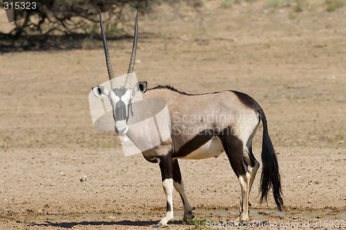 Image of Gemsbok