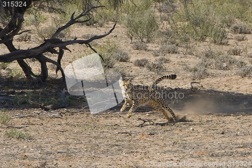 Image of Cheetah Chase