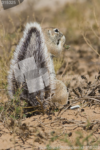 Image of Feeding Squirrel