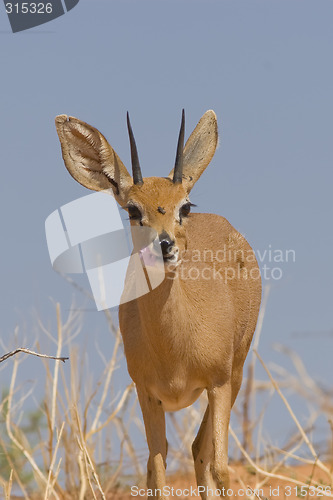 Image of Steenbok Feeding