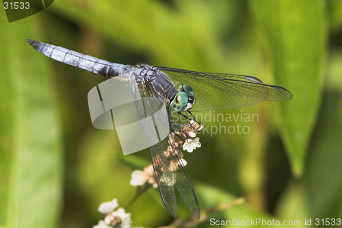 Image of Dragonfly at rest