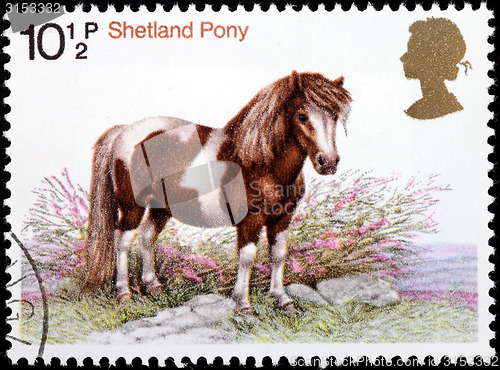 Image of Shetland Pony