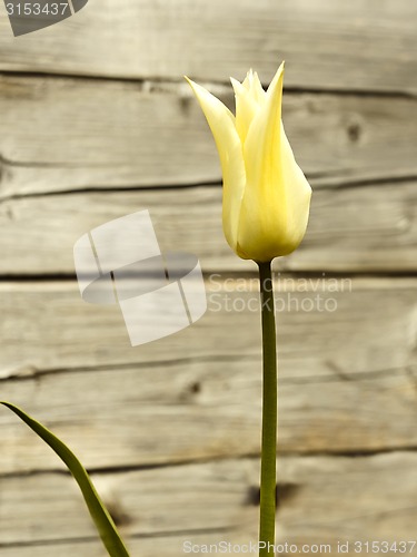 Image of Blooming tulip against wooden logs