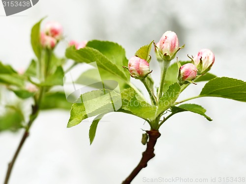 Image of Pink and white apple tree buds