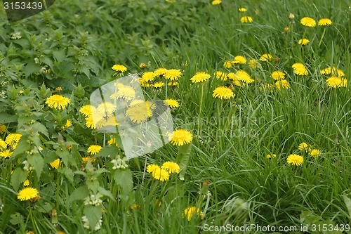 Image of Blooming dandelions plants