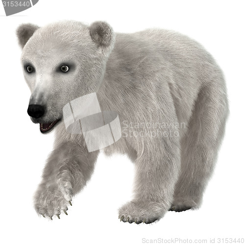 Image of Baby Polar Bear