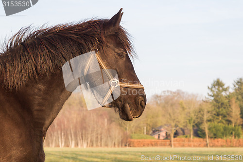 Image of Frisian horse 