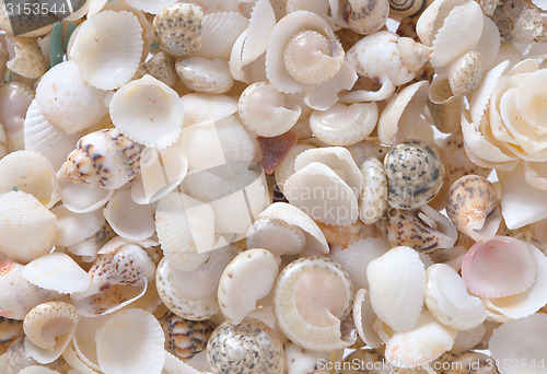 Image of Shells background
