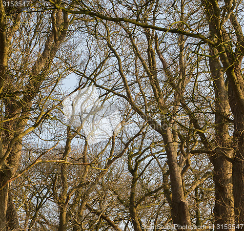 Image of Branches of trees against the sky