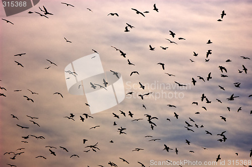 Image of Birds in the sky