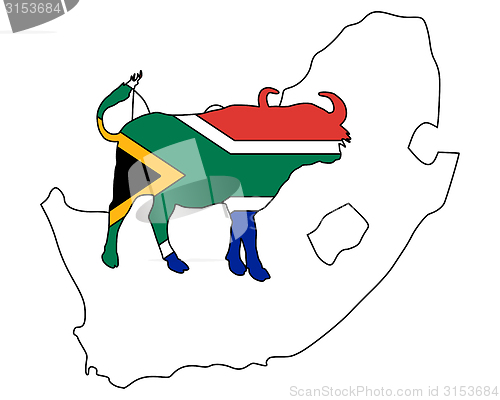 Image of South Africa buffalo 
