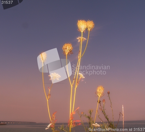 Image of Umbelliferous plant in sunset.