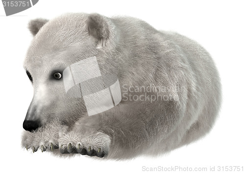 Image of Polar Bear