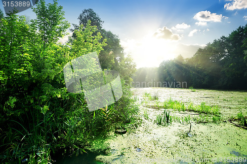 Image of Algae in river