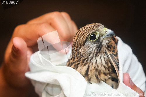 Image of Lanner falcon in human hands