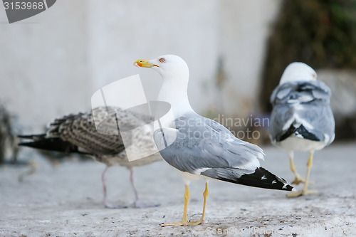 Image of Seagulls on concrete