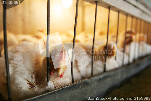 Image of Hens in cage