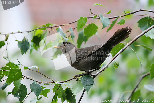 Image of Blackbird on branch
