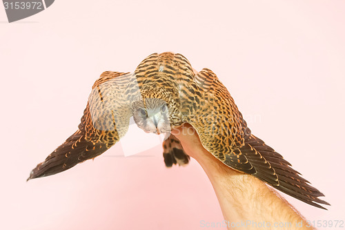 Image of Lanner falcon on human hand