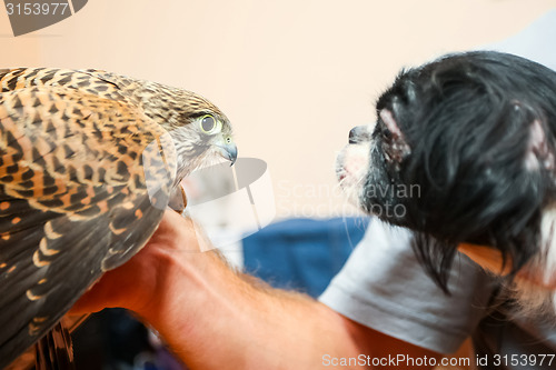 Image of Lanner falcon and pekingese dog