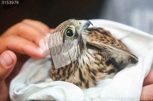 Image of Lanner falcon wrapped in towel