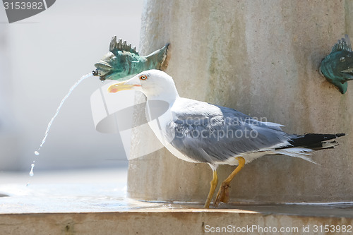 Image of Side view of seagull standing on water fountain