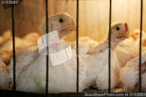 Image of Hens in coop on chicken farm