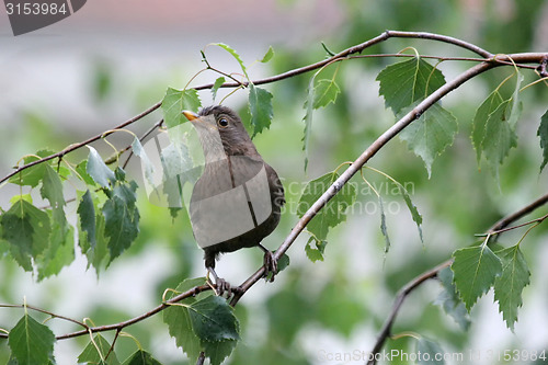 Image of Blackbird standing on branch
