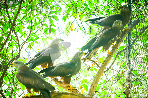 Image of Hawks on branch