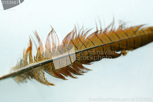 Image of Pheasant feather