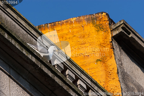 Image of Seagull on building