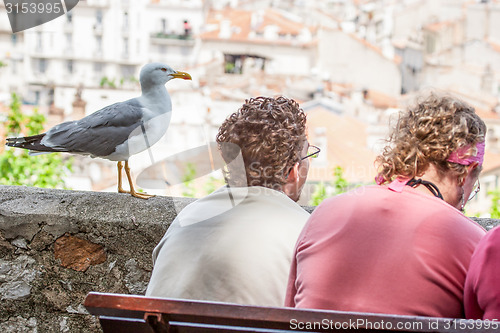 Image of Seagull standing next to people