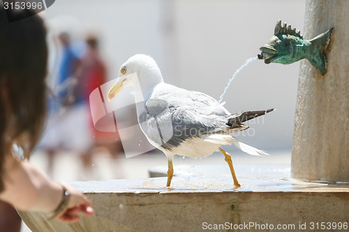 Image of Seagull walking on water fountain